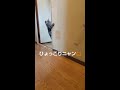 猫じゃらしから隠れて～ひょっこり出てくるかわいい猫🐱 ｱﾒﾘｶﾝｼｮｰﾍｱ♪