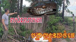 ពស់របស់លោកតាបង្ហាញខ្លួនពេលគេចង់ឈូសតំបូក  Grandpa's snake appears when he wants to clear the pile