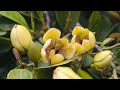 How to Plant Magnolia Figo | Banana Shrub | Bubble Gum Banana Fragrance