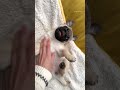 play time with baby mosy 💛 wait for it… 😂 pug dog puppy