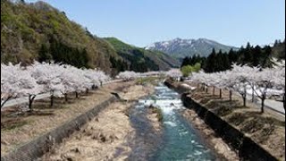 「そらなび」新潟の桜 総集編　2024年3月23日放送回