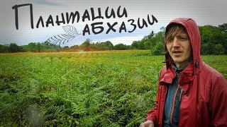 ЧАЙНЫЕ ПЛАНТАЦИИ АБХАЗИИ. Погружение в чай