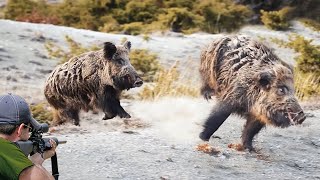 TOP 50 FOOTAGE! How Farmers and Hunters Deal with Millions of Wild Boars Destroys Crops?