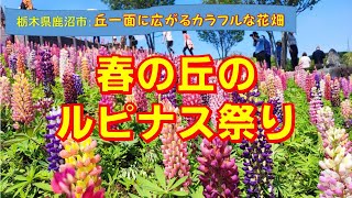 【春の丘のルピナス祭り】栃木県鹿沼市花木センターの丘一面に広がるカラフルな花畑