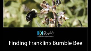 Finding Franklin's Bumble Bee