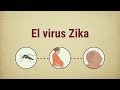 El virus Zika: Comportamientos que reducen el riesgo del virus Zika y el síndrome congénito de Zika.