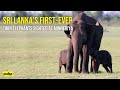 Sri Lanka’s First-Ever Twin Elephants Sighted at Minneriya