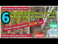 6 Hal yang Menyebabkan Tanaman Menjadi Stagnan Setelah Tanam Ke Lapangan