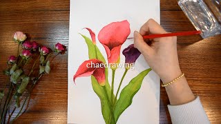 🌹카라 꽃 수채화 \u0026 꽃 그림 ㅣ봄 풍경 ㅣCalla Lily watercolor ㅣSpring painting