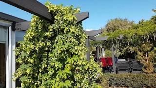 Growing Hops (Humulus)