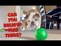 Reuben the Bulldog: He Won't Bite