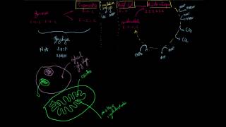 Cycle de Krebs (ou cycle de l'acide citrique)