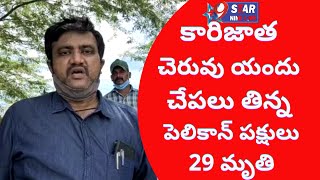 పులికాట్ సరస్సులో ఆహారవేటకు వచ్చే విదేశీవిహంగాలుకారిజాత చెరువు  చేపలు తిన్న పెలికాన్ పక్షులు 29 మృతి