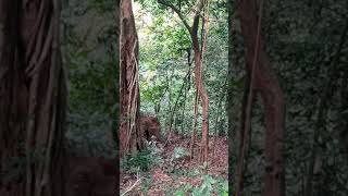 cute elephant at nelliyampathy