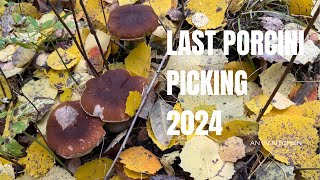 My last Porcini picking 11.10.2024