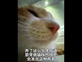 创作灵感 夹子猫 小猫咪怼脸杀视频 萌到爆炸了💥 被迫营业的猫猫