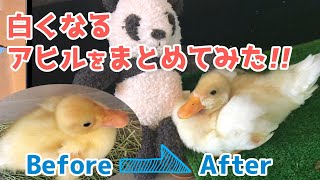 【しらたま】お迎えしたコールダックの1ヶ月間を振り返ってみた【Call duck is gradually whitening】