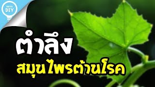 Nava DIY | ตำลึ่ง..!! สรรพคุณต้านโรค สุดยอดผักพื้นบ้านของไทย