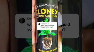 #cloning #foryourpage #diy #homegrown #fyp #clonex #indoorgarden #plants