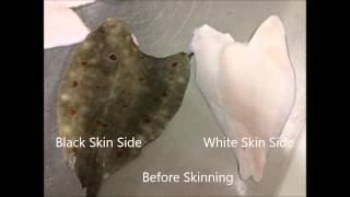 Filleting of Plaice (Black Side \u0026 White Side)