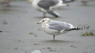 ♪鳥くん野鳥動画（千葉県銚子市）カナダカモメAd近距離20190309JO6A1628