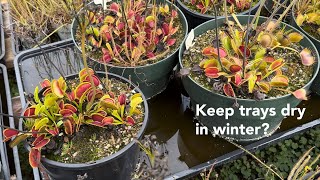 Should Venus Flytrap Trays Be Dry in Winter?