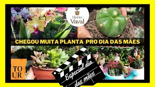 plantas com preços ótimos como sempre no horto vaval  - maratona dia das mães