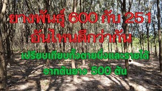 ยางพันธุ์ 600 กับ 251 อันไหนดีกว่ากัน เปรียบเทียบทั้งตายนึ่งและรายได้ จากต้นยาง500ต้น#ยางพาราพารวย