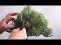 bonsaify decandling pine bonsai on repeat tips tips and more tips