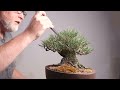 bonsaify decandling pine bonsai on repeat tips tips and more tips