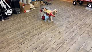 はな工房の犬用車椅子　小型犬　シーズー　おしるちゃん♪