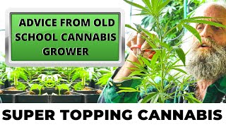 Super Topping Cannabis to Improve Yields | Advice From Old School Cannabis Grower | Episode 5