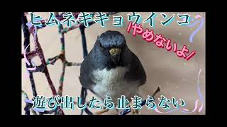 遊び出したら止まらない！ヒムネキキョウインコのノワ                                    Can’t stop playing