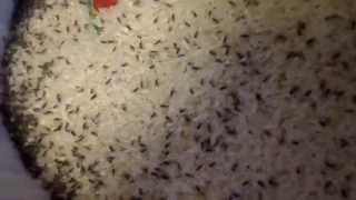 Rice Weevils