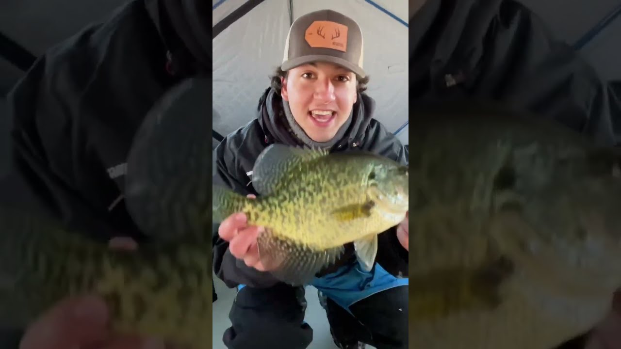 GIANT 15 INCH CRAPPIE CAUGHT! #crappie #icefishing #shorts #minnesota ...