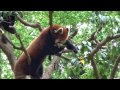 木の上で葉っぱを食べてるレッサーパンダ　red panda eating leaves on a tree.