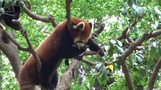 木の上で葉っぱを食べてるレッサーパンダ　Red Panda eating leaves on a tree.