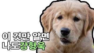 골든리트리버 래브라도리트리버 차이점?