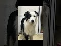 그릭요거트 설겆이엔 최고 강아지 doglover puppy bordercollie 강아지일상 보더콜리 반려견 귀여움