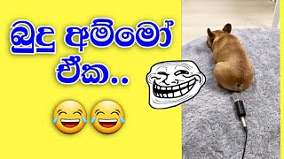 Bawwange Rasa Katha - Bawwange athal🤣🤣 - Funny Dog Videos 2021 (04/26.2021)