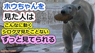 ホウちゃんを見た人はこんなに動くシロクマ見たことない💗ずっと見てられる【天王寺動物園】