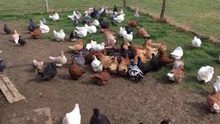 FRENCH MONDAIN PIGEONS (King Pigeons)