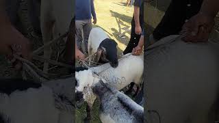 #attractive #sheep #kashmir #ram #ewe #sheepvideos |Sheep genetic resource of India