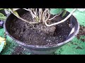 how to repot a hydrangea.