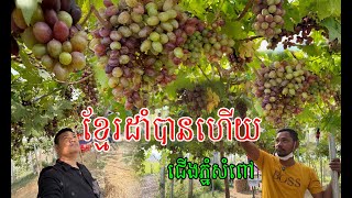 ចម្ការទំពាំងបាយជូ ជេីងភ្នំសំពៅ ដាំបានផលល្អខ្លាំង មួយថ្ងៃៗបានមិនតិចទេ រៀនដាំតែតាមដាំទូរស័ព្ទសោះ