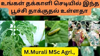 உங்கள் தக்காளி செடியில் இந்த பூச்சி தாக்குதல் உள்ளதா Tomato leaf mining solution