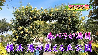 港の見える丘公園のバラが満開 2022年5月