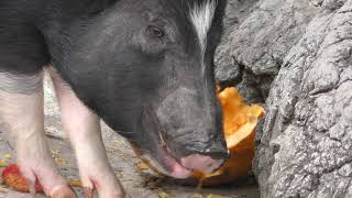 ミニブタ にカボチャプレゼント (小諸市動物園) 2018年11月4日