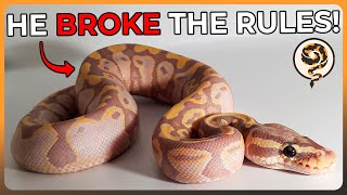 These Ball Python Morphs Break the Rules!