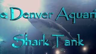 Diving the Denver Aquarium Shark Tank